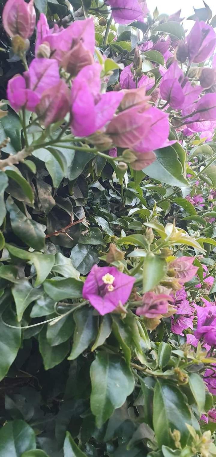 Casa Flora Con Giardino